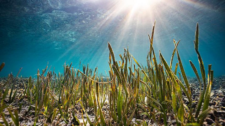 Sea grass with sun rays shining on ocean floor