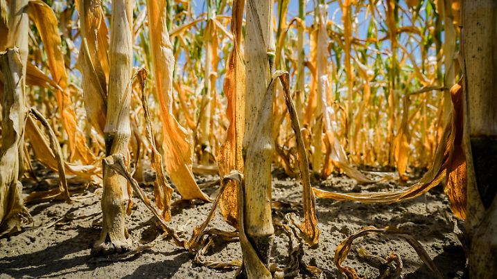 Klimawandel - vertrocknete Maisstengel im Maisfeld. Agrarfoto von einem stark unter Wassermangel leidenden Maisbestand, stark verwelktes Blattwerk läßt die Sonne bis auf die Wurzeln scheinen. Landkreis Osnabrück Niedersachsen Deutschland *** Climate change dried out maize stalks in the maize field Agrarfoto of a maize stand suffering from a severe water shortage, heavily wilted foliage lets the sun shine down to the roots County of Osnabrück Lower Saxony Germany
