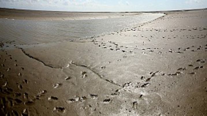 ARCHIV - Blick bei Niedrigwasser auf das Wattenmeer vor dem schleswig-holsteinischen Vollerwiek (Foto vom 16.06.2009). Das Wattenmeer könnte Ende Juni zum Erbe der Menschheit erklärt werden. Dann berät eine Kommission der UNESCO - der UN-Organisation für Erziehung, Wissenschaft und Kultur - im spanischen Sevilla über den Weltnaturerbe-Antrag, den der Bund, Niedersachsen, Schleswig-Holstein und die Niederlande Anfang 2008 eingereicht haben. Gibt es ein «Ja», wäre das Watt die erste deutsche Naturlandschaft mit Welterbe-Status. Foto: Carsten Rehder dpa/lno (zu dpa 0622) +++(c) dpa - Bildfunk+++