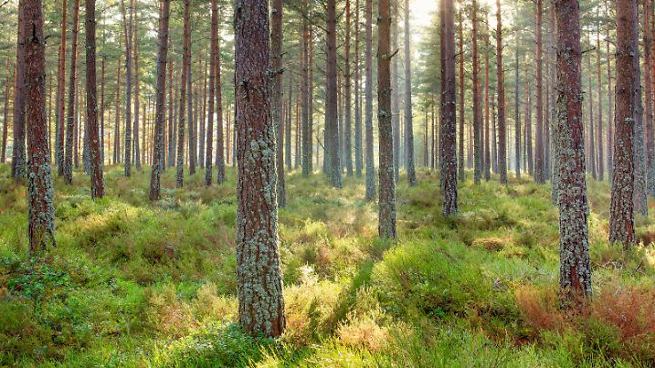 Foehre, Waldkiefer, Wald-Kiefer, Gemeine Kiefer (Pinus sylvestris), Kiefernwald, Grossbritannien, Schottland, Cairngorms Nationalpark | Scotch pine, Scots pine (Pinus sylvestris), pine forest, United Kingdom, Scotland, Cairngorms National Park