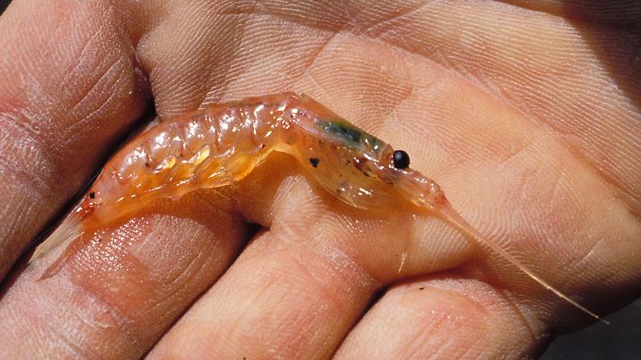Suedlicher Krill, Antarktischer Krill (Euphausia superba), in Menschenhand, Antarktis, Shetlandinseln | whale krill, Antarctic krill (Euphausia superba), in a man's hand, Antarctica, Shetland Islands