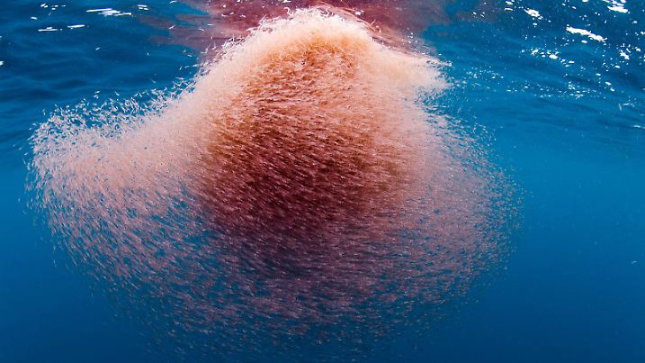 OCEANS, Krill, Coronado Canyon, California, 2009. ©Disneynature/courtesy Everett Collection