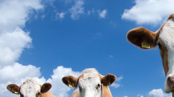ARCHIV - Fleckviehrinder sind am 12.06.2014 auf einer Weide bei Barkhagen (Mecklenburg-Vorpommern) zu sehen. Seit Jahrzehnten dominiert das norddeutsche Holstein-Rind den Weltmarkt für Milchkühe. Doch es gibt Konkurrenz: Im scharfen Wettbewerb um den Export holt das süddeutsche Fleckvieh auf. (zu dpa " Kampf der Superkühe" vom 03.02.2017) Foto: Jens Büttner/dpa-Zentralbild/dpa +++(c) dpa - Bildfunk+++