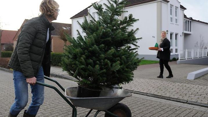 Weihnachtsbaum im Topf