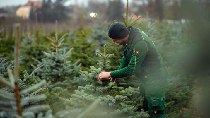 23.11.2021, Sachsen-Anhalt, Stendal: Ein Mitarbeiter des Stendaler Scheunenladens geht über die Weihnachtsbaumplantage und begutachtet das Wachstum der Nadelbäume. Der Scheunenladen wird vom Obsthof Stallbaum betrieben. Der Weihnachtsbaumverkauf beginnt dort am 03. Dezember 2021. Dann können die Kunden Nordmanntannen, Blaufichten oder Serbische Fichten selbst schlagen. (zu dpa "Weihnachtsbaumerzeuger: Bäume werden schon im Advent aufgestellt") Foto: Klaus-Dietmar Gabbert/dpa-Zentralbild/dpa +++ dpa-Bildfunk +++