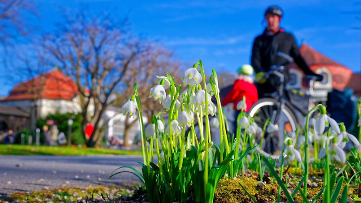Kommt der Frühling Frühlingsknotenblumen und Schneeglöckchen, die ersten Blütenpflanzen des Vorfrühlings , blühen bei diesem milden Wetter bereits im Königlichen Kurgarten von Bad Reichenhall. Bad Reichenhall Bayern Deutschland *** Spring is coming Knot flowers and snowdrops, the first flowering plants of early spring, are already blooming in this mild weather in the Royal Spa Garden of Bad Reichenhall Bad Reichenhall Bavaria Germany Copyright: xRolfxPossx