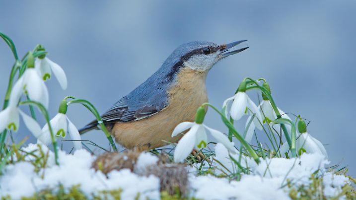 Eurasian nuthatch with snowdrop flowers,Eifel,Germany.