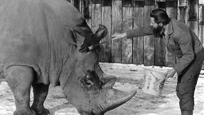 Mit Lebertran schützt der Tierpfleger Helmut Noder im Augsburger Zoo das Nashorn "Toto" gegen die Kälte. Vor allem die Augen-, Ohren- und Schwanzpartien müssen gut gefettet werden, denn die spröde Haut ist zwar dick, doch sehr empfindlich. Aufgenommen am 15. Januar 1987.