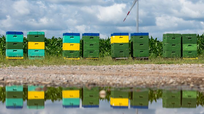 ARCHIV - 07.07.2016, Brandenburg, Sieversdorf: Bienenkästen stehen an einem Feldrand und spiegeln sich in einer Pfütze. (zu dpa «Klöckner und Schulze: Koalition einig beim Glyphosat-Ausstieg» vom 16.04.2018) Foto: Patrick Pleul/dpa-Zentralbild/dpa +++ dpa-Bildfunk +++