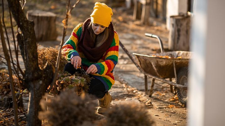 Young woman cutting plants in the yard