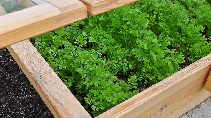 View into a self-made raised bed. Fresh parsley grows in the greenhouse