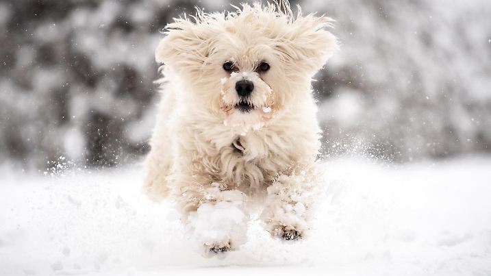 ARCHIV - 06.01.2021, Bayern, München: Die vierjährige Havaneser-Hündin Mojito springt durch den Schnee im Hofgarten in München. In der Corona-Pandemie haben sich mehr Menschen als sonst einen Hund angeschafft. Züchter berichten von einer extremen Nachfrage nach Welpen (Zu dpa-Korr «In der Corona-Pandemie sind viele auf den Hund gekommen») Foto: Matthias Balk/dpa +++ dpa-Bildfunk +++