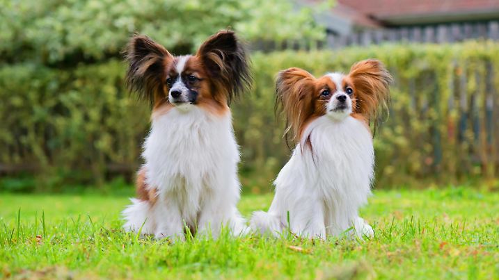 Portrait of a papillon purebreed dogs Copyright: xanytkax Panthermedia27092886