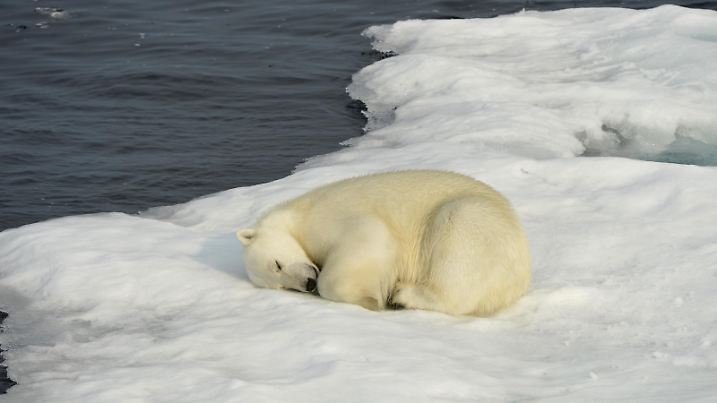 Eisbär (Ursus maritimus), adult, schlafend auf Eisscholle, Baffin Island, Nunavut, Kanada, Nordamerika