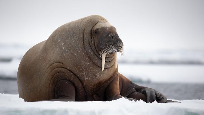 Posing auf einer Eisscholle