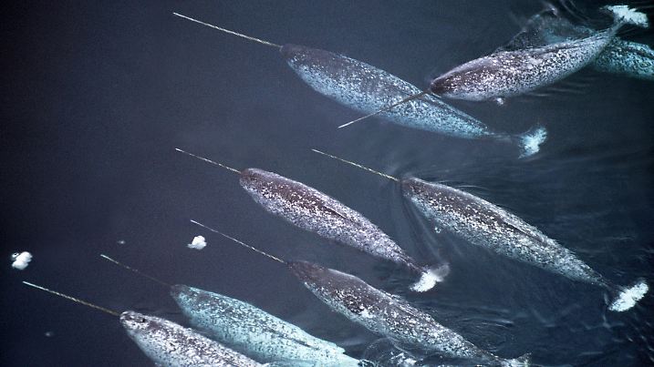 CAN, 2003: Narwal (Monodon monoceros), Gruppe von Maennchen schwimmt in einer Eisrinne. [en] Narwhal, Unicorn Whale (Monodon monoceros), group of males swimming in a narrow stretch of open water. | CAN, 2003: Narwhal, Unicorn Whale (Monodon monoceros), group of males swimming in a narrow stretch of open water.