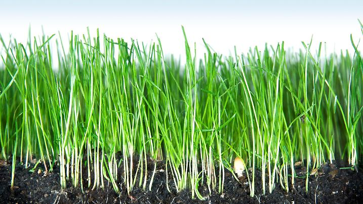 Cutaway photograph of grass in soil, with blue sky background rising in background.