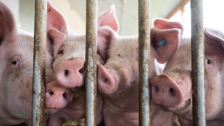 ARCHIV - 11.10.2021, Baden-Württemberg, Böhmenkirch: Schweine stehen in einem Schweinestall. Wegen der geringen Preise für Schweine und der Corona-Pandemie bangen die Schweinehalter im Südwesten um ihre Existenz. (Zu dpa "Landesbauernverband: «Schweinehalter stehen mit dem Rücken zur Wand»"). Foto: Marijan Murat/dpa +++ dpa-Bildfunk +++