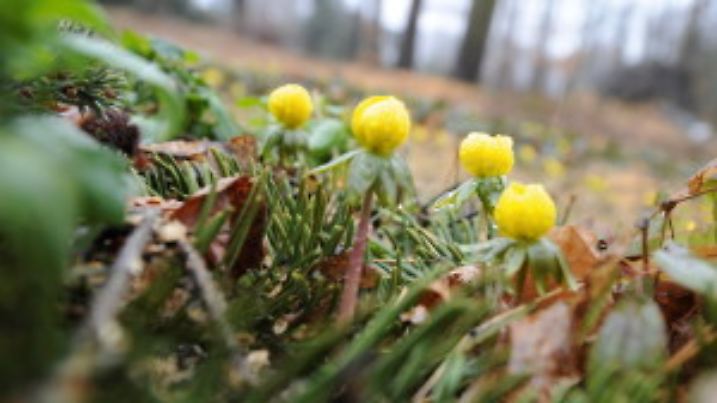 Winterlinge zeigen sich am Freitag (12.03.3010) im Botanischen Garten in Berlin. Trotz des kalten und regnerischen Wetters ist im Botanischen Garten der Frühling eingekehrt. Foto: Alina Novopashina dpa/lbn  +++(c) dpa - Bildfunk+++