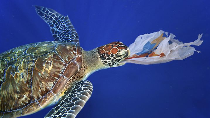 Sea turtle swallowing a plastic bag much like a jellyfish that is one of its natural foods. Plastic bags and a lot of other plastic trash drift through oceans driven by wind and ocean currents. And sometimes they pile up in dense dumps in the ocean gyros.. PUBLICATIONxINxGERxSUIxAUTxONLY Copyright: PauloxDixOliviera 12020754
