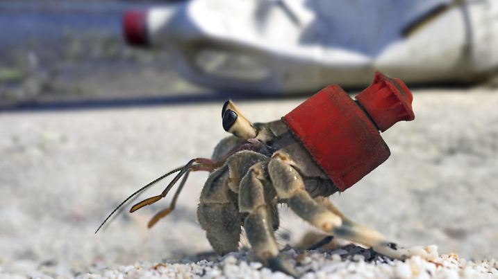 Pacific hermit crab, Coenobita compressus. With a lid of a plastic bottle as shell. The hermit crabs use empty shells to pretect the soft part of the abdomen to make it inaccessible to predators. But now, because of the huge plastic garbage scattered aro PUBLICATIONxINxGERxSUIxAUTxONLY Copyright: PauloxDixOliviera 12693021