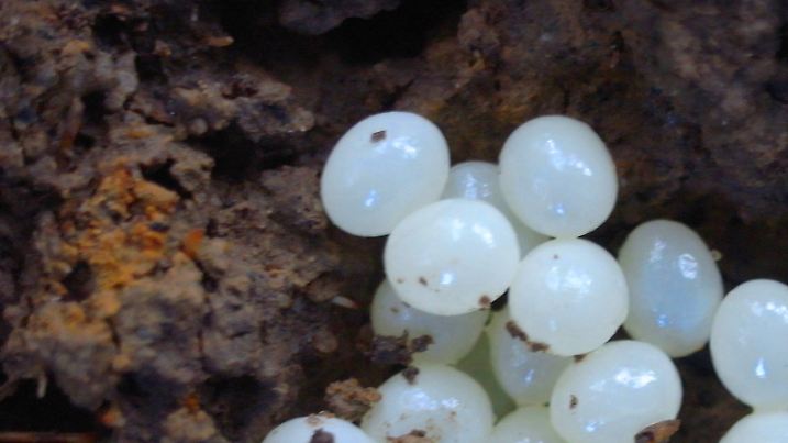 Schneckeneier im Waldboden, Deutschland | snail eggs in the forest ground, Germany