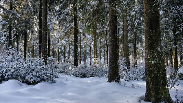 Winterlandschaft im Thüringer Wald am Rennsteig, 12.02.2022 Floh-Seligenthal Thüringen Deutschland