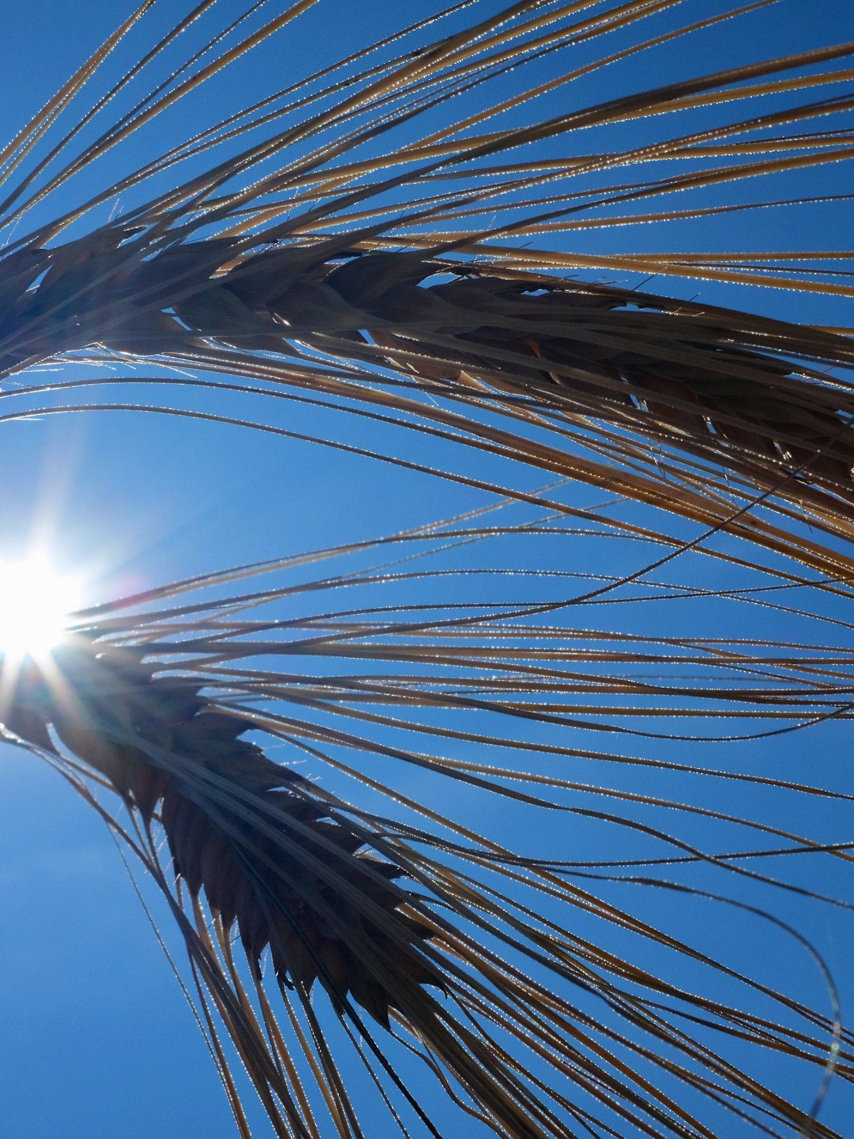23.06.2019, Nordrhein-Westfalen, Duisburg: Die Sonne strahlt vom blauen Himmel auf einem Feld hinter Ähren der Wintergerste. Foto: Martin Gerten/dpa +++ dpa-Bildfunk +++