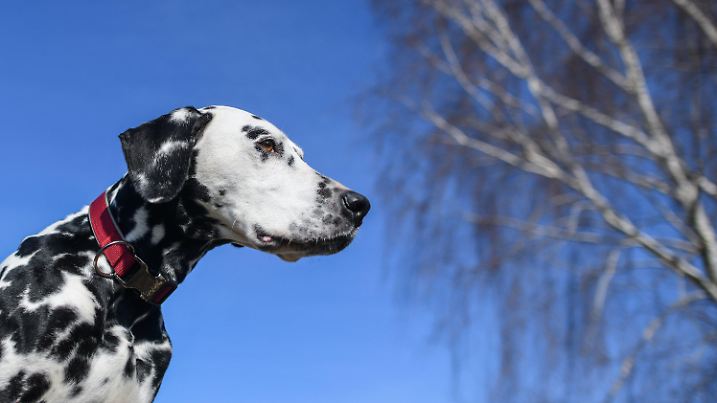 11.03.2018, Brandenburg, Lebus: Ein Dalmatiner sitzt auf einer Wiese vor dem blauen Himmel und wartet auf sein Herrchen. Mit Temperaturen um die 12 Grad Celsius und viel Sonnenschein zeigte sich der Sonntag in weiten Teilen von Berlin und Brandenburg von seiner schönsten Seite. Foto: Patrick Pleul/dpa-Zentralbild/dpa +++ dpa-Bildfunk +++