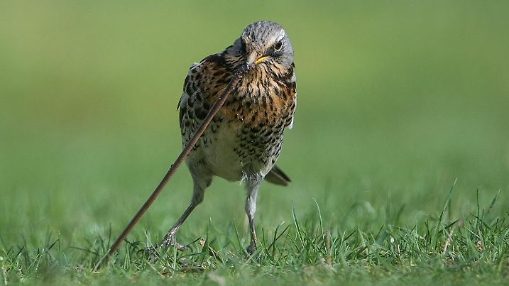 dpatopbilder - Eine Wacholderdrossel zieht am 06.04.2017 auf einer Wiese in der Nähe des Großen Schiller-Teichs in Wolfsburg (Niedersachsen) einen Regenwurm aus der Erde. Foto: Silas Stein/dpa | Verwendung weltweit