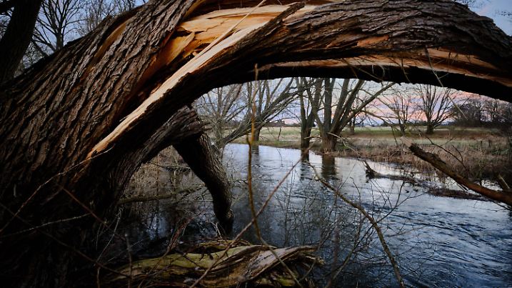 24.02.2022, Niedersachsen, Braunschweig: Ein von den Stürmen der letzten Tage abgeknickter Baum steht in der nördlichen Okeraue am Ufer der Oker, die nach starken Regenfällen Hochwasser führt. Der Weltklimarat berichtet an diesem Montag über die drastischen Folgen des menschengemachten Klimawandels für Mensch und Natur. Die Welt befinde sich im entscheidenden Jahrzehnt, um das Ruder noch herumzureißen und die schlimmsten Folgen abzuwenden, sagte der Ko-Vorsitzende der zuständigen Arbeitsgruppe des Weltklimarats (IPCC), Meeresbiologe Pörtner, vor der Veröffentlichung. (zu dpa «Weltklimarat zeigt drastische Klimawandel-Folgen und Anpassungsbedarf») Foto: Stefan Jaitner/dpa +++ dpa-Bildfunk +++