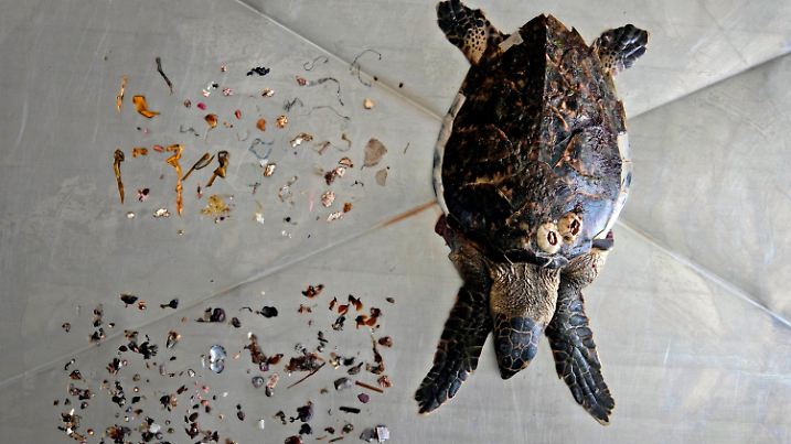 ARCHIV - 01.02.2022, Vereinigte Arabische Emirate, Kalba: Eine Echte Karettschildkröte, die an einem nahegelegenen Strand gefunden wurde, wird nach einer Autopsie zusammen mit Meeresmüll den sie gefressen hat, vor allem Plastik (oben) und Nahrungsmitteln im Labor des Al Hefaiyah Conservation Center gezeigt. (zu dpa "Gemeinsam gegen Plastik? UN-Versammlung will Kunststoff an den Kragen") Foto: Kamran Jebreili/AP/dpa +++ dpa-Bildfunk +++