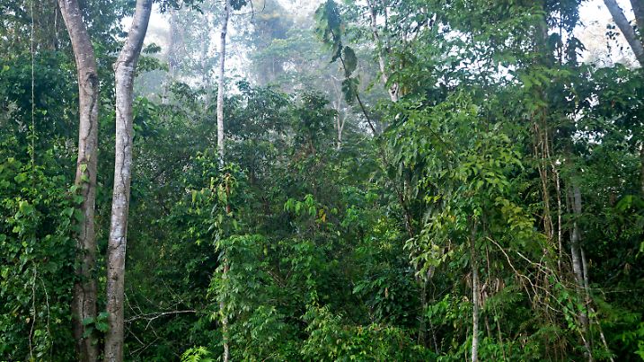 Dichte Vegetation im Amazonas Regenwald, Tambopata Naturschutzgebiet, Madre de Dios, Peru / Dense vegetation of the Amazon rain forest, Tambopata National Reserve, Madre de Dios, Peru