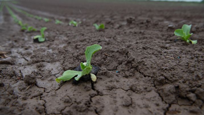 11.05.2020, Baden-Württemberg, Leinfelden-Echterdingen: Salatsetzlinge sitzen auf einem nassen Feld, in dem immer noch Risse im Boden zu sehen sind. Der April 2020 war einer trockensten seit Wetteraufzeichnungen. Foto: Sebastian Gollnow/dpa +++ dpa-Bildfunk +++