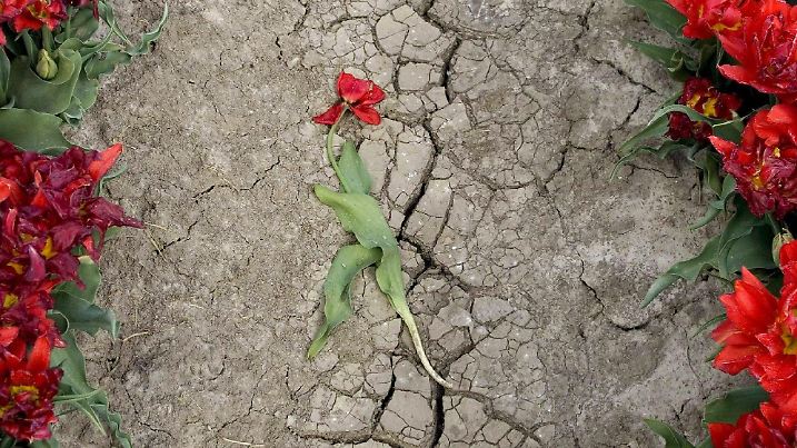 Tulips suffer from the continuing dry weather, in Woldendorp, the Netherlands, 18 April 2007. EPA/DENNIS BEEK   +++(c) dpa - Bildfunk+++