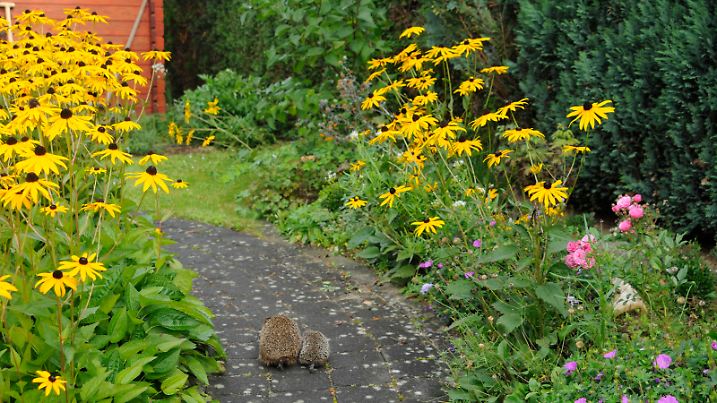 Europaeischer Igel, Westeuropaeischer Igel, Westigel, West-Igel, Braunbrustigel, Braunbrust-Igel (Erinaceus europaeus), Mutter und Kind laufen nebeneinander auf einem Gartenweg, Deutschland, Rheinland-Pfalz | Western hedgehog, European hedgehog (Erinaceus europaeus), two hedgehogs walk side by side on a garden path, Germany, Rhineland-Palatinate