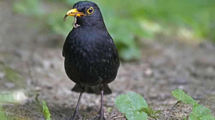 Amsel, Schwarzdrossel (Turdus merula), Amsel mit Wurm im Schnabel, Deutschland, Nordrhein-Westfalen | blackbird (Turdus merula), with a worm in its bill, Germany, North Rhine-Westphalia | Verwendung weltweit