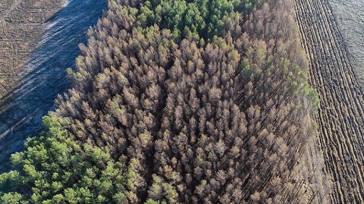 ARCHIV - 15.02.2019, Brandenburg, Treuenbrietzen: Deutlich sichtbar sind verbrannte und noch grüne Kiefern eines Waldes nahe der Bundesstraße 102 (Luftaufnahme mit einer Drohne). (zu dpa «Trocken und sonnig: Waldbrandgefahr in Brandenburg steigt») Foto: Patrick Pleul/ZB/dpa +++ dpa-Bildfunk +++