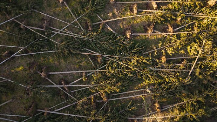 02.03.2022, Niedersachsen, Oechtringen: Durch die Stürme umgeworfenen Bäumen liegen auf dem Waldboden (Aufnahme mit einer Drohne). Die Stürme der vergangenen Wochen haben in den Wäldern einiges zerstört. Bevor die Temperaturen im Frühling klettern und sich der Borkenkäfer auf umgefallene Fichten stürzt, müssen die weggeräumt sein. Foto: Philipp Schulze/dpa +++ dpa-Bildfunk +++