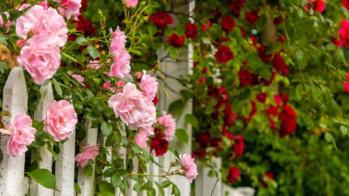 Pink and red roses growing in a garden on a white picket fence on Cape Cod, Massachusetts.