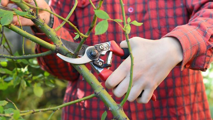 Gardener prune climbing rose bush. Rose pruning: climbing roses.