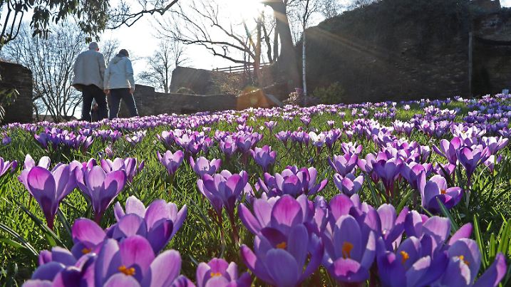 Ein wunderschoener Fruehlingstag Tag bei angenehmen Temperaturen und Traumwetter lockt die Menschen in den Schlossgarten am Oberen Schloss, Krokusse bluehen auf der Wiese, die Sonne scheint durch die Baeume Fruehling im Siegerland am 21.03.2019 in Siegen/Deutschland. *** A beautiful spring day day with pleasant temperatures and dream weather attracts the people to the castle garden at the Upper Castle Crocuses blossom on the meadow the sun shines through the trees Spring in the Siegerland on 21 03 2019 in Siegen Germany