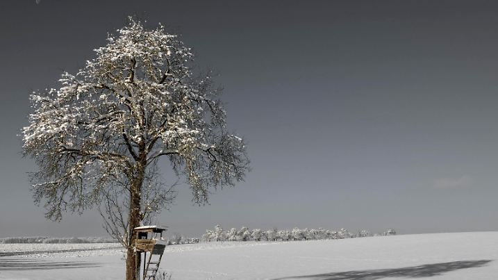 Einsamer Baum mit Ästen unter Schnee auf einem Feld unter Schnee, mit grauem Himmel und Jagdstation und ein Beobachtungsposten, Ingerkingen, Baden-Württemberg, Deutschland, Europa *** Lonely Tree with Branches at Snow at a Field at Snow, with grey Sky and Hunting station and a Observation post, Ingerkingen, Bathing Württemberg, Germany, Europe Copyright: imageBROKER/StanislavxBelicka ibxbsb09928005.jpg Bitte beachten Sie die gesetzlichen Bestimmungen des deutschen Urheberrechtes hinsichtlich der Namensnennung des Fotografen im direkten Umfeld der Veröffentlichung