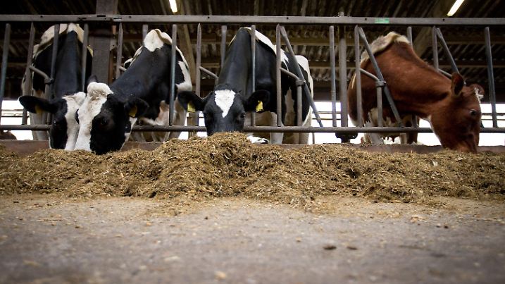 Milchkühe stehen am 01.03.2013 auf einem Hof bei Osnabrück (Niedersachsen) in ihrer Stallung und fressen Mischfutter. Foto: Friso Gentsch/dpa +++(c) dpa - Bildfunk+++