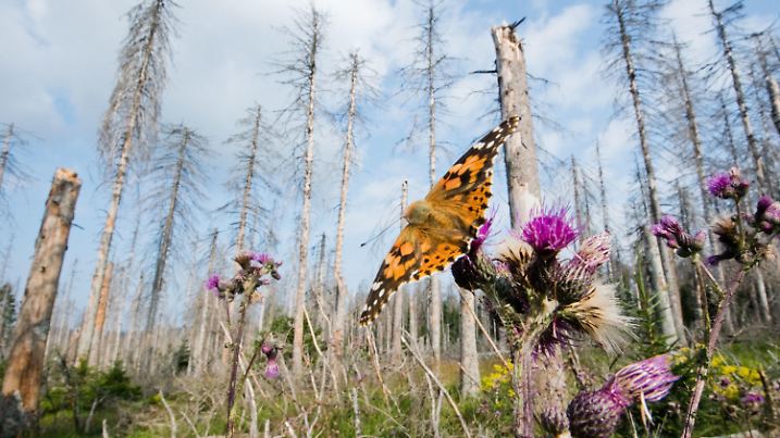 ARCHIV - 02.08.2019, Niedersachsen, Oderbrück: Ein Distelfalter sitzt auf einer Distel in einem vom Borkenkäfer zerstörten Fichtenwald. Der Naturschutzbund (Nabu) fordert deutlich schärfere Gesetze zum Erhalt der Artenvielfalt in Niedersachsen. Obwohl der Verband ein entsprechendes Volksbegehren unterstützt, will der Nabu darüber auch weiter mit der Landesregierung sowie mit Bauernvertretern verhandeln. Foto: Julian Stratenschulte/dpa +++ dpa-Bildfunk +++