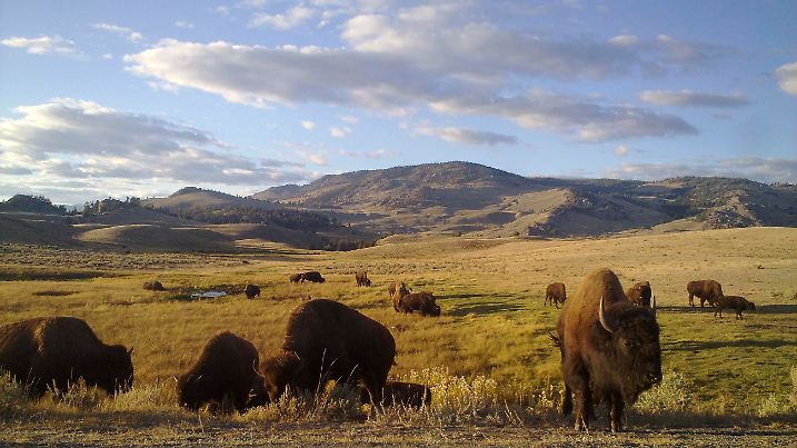 Yellowstone ist der älteste Nationalpark der USA - und die Heimat großer Bisonherden.  