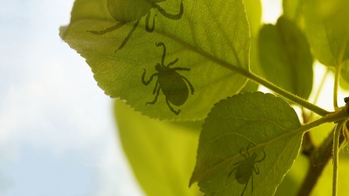 Three shadow of ticks on green leafs.