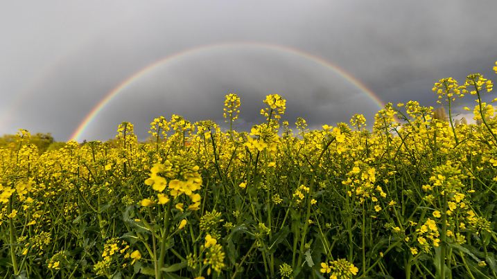 Regenbogen über Rapsfeld 05.05.2021, Oberursel Hessen: Ein Regenbogen ist am Abend nach einem Schauer über einem Rapsfeld zu sehen., Oberursel Deutschland *** Rainbow over rape field 05 05 2021, Oberursel Hesse A rainbow is seen in the evening after a shower over a rape field , Oberursel Germany 