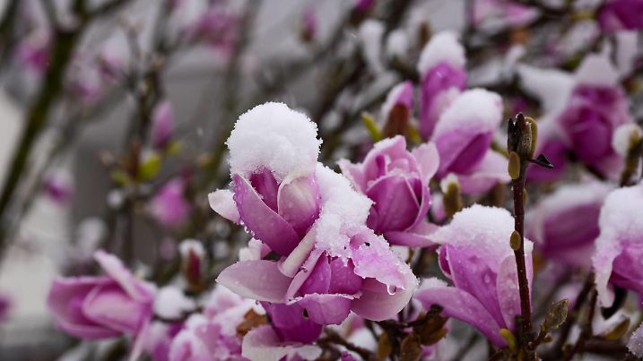 Magnolienblüten: Schneefall in Bartholomä im April, 01.04.2022, Baden-Württemberg, Bartholomä: Von Schnee bedeckt sind am 01. April diese Magnolienblüten. Eine Kaltfront bringt zu Beginn des April nochmals Schnee in den Höhenlagen der Schwäbischen Alb. Bartholomä Baden-Württemberg Deutschland Bartholomä *** Magnolia blossoms snowfall in Bartholomä in April, 01 04 2022, Baden Württemberg, Bartholomä These magnolia blossoms are covered by snow on 01 April A cold front brings snow again at the beginning of April in the highlands of the Swabian Alb Bartholomä Baden Württemberg Germany Bartholomä Copyright: x xonw-imagesx/xMariusxBullingx
