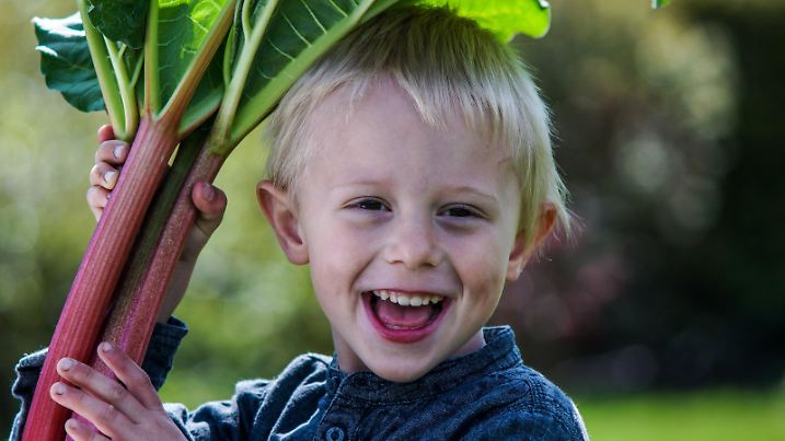 One little preschool boy who have Harvest one great bunch of rhubarbs in the garden on a sunny spring day.He wears a blue shirt and keep the rhubarb over the head like an umbrella